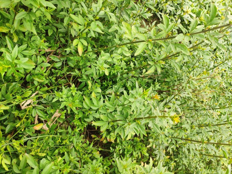 黄馨30~50cm裸根苗大量