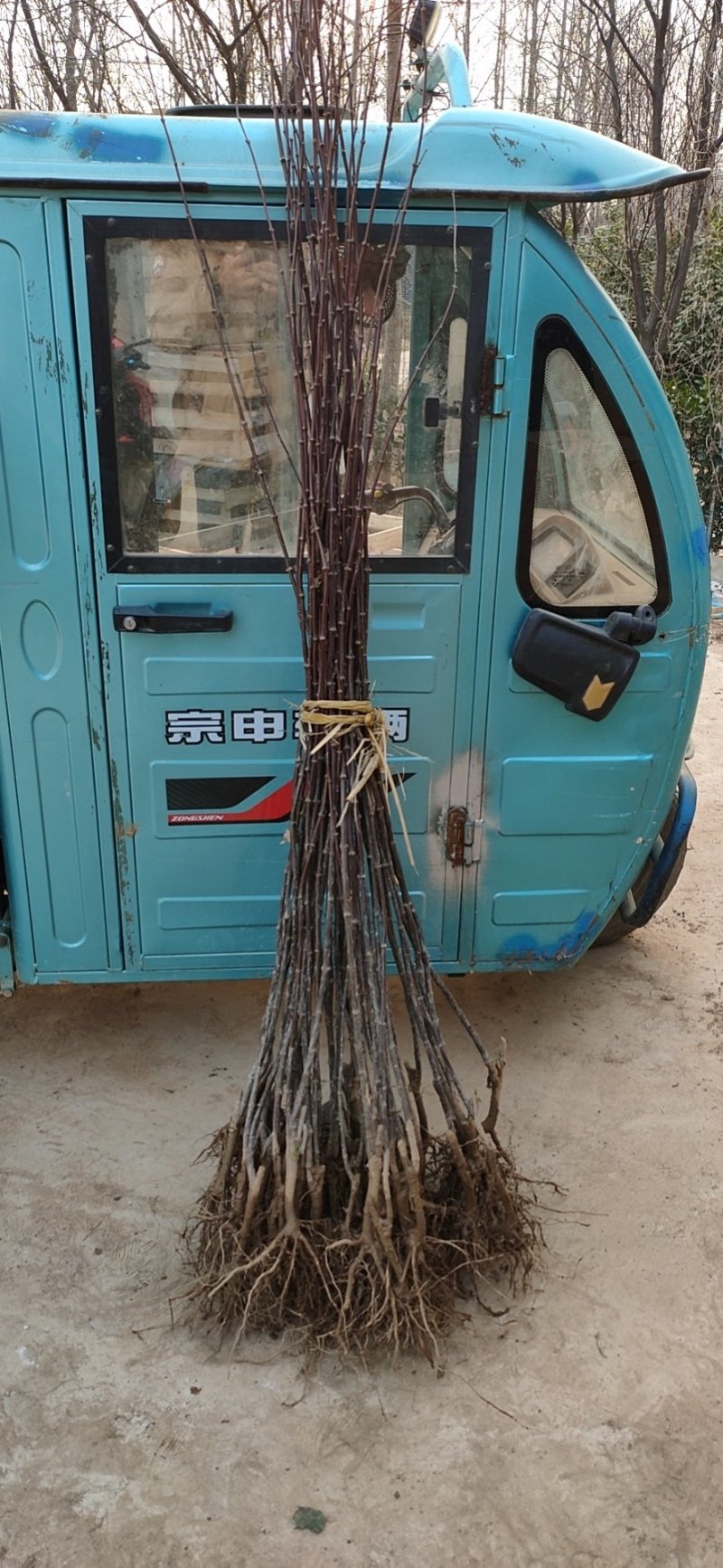 批发销售红叶李小苗，苗圃种植，庭院绿化苗
