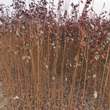 批发销售红叶李小苗，苗圃种植，庭院绿化苗