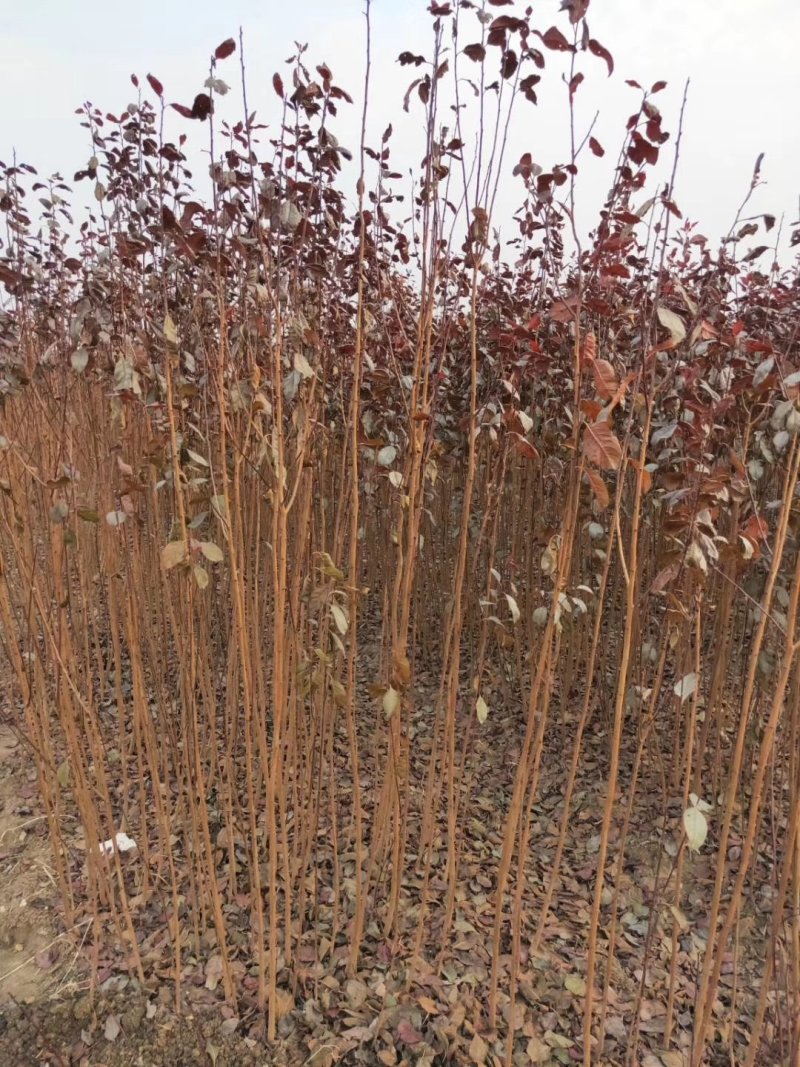 批发销售红叶李小苗，苗圃种植，庭院绿化苗