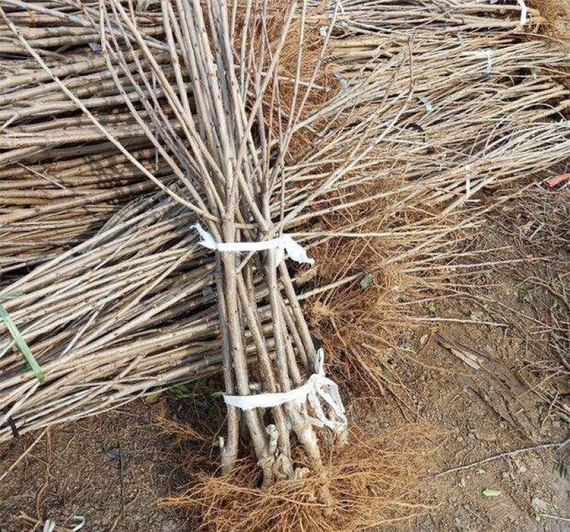 批发销售红叶李小苗，苗圃种植，庭院绿化苗