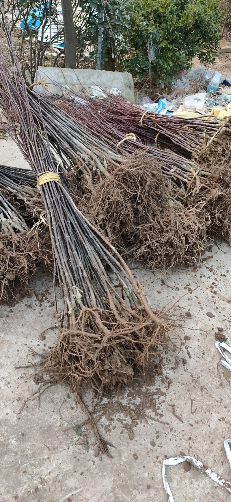 批发销售红叶李小苗，苗圃种植，庭院绿化苗