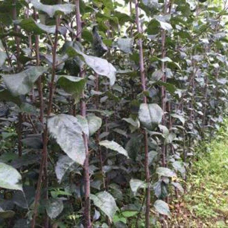 牛心柿子苗，品种苗，基地直销，现挖现卖，死苗补发