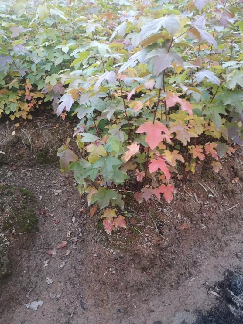枫香小苗，枫香各种规格，1到30公分，枫香，各种规格，供