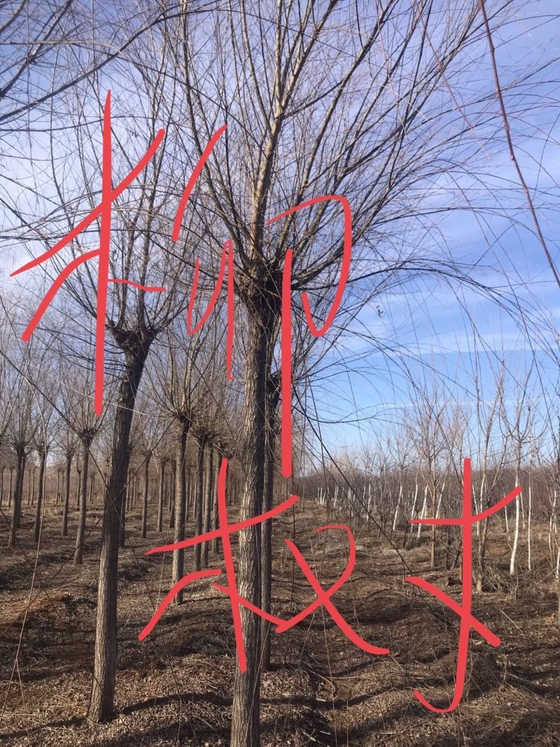 大量出售柳树！规格齐价格便宜！欢迎各位老板光临！