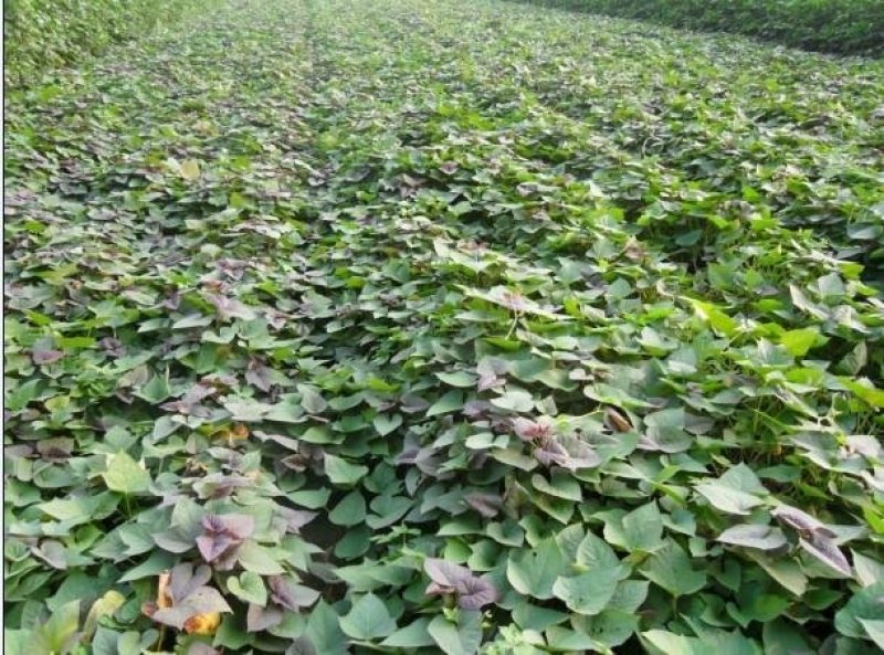 原种脱毒秦薯五号红薯苗，济薯26红薯苗，基地直供，欢迎新