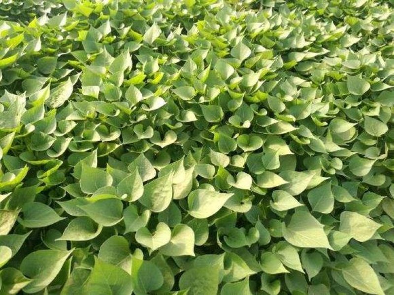 原种脱毒秦薯五号红薯苗，济薯26红薯苗，基地直供，欢迎新