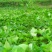 原种脱毒秦薯五号红薯苗,济薯26红薯苗,基地直供,欢迎新