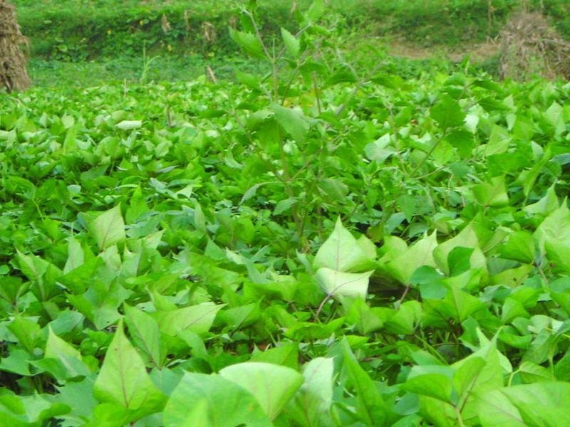 原种脱毒秦薯五号红薯苗，济薯26红薯苗，基地直供，欢迎新