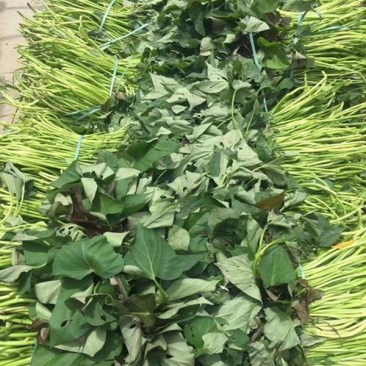 原种脱毒秦薯五号红薯苗,济薯26红薯苗,基地直供,欢迎新