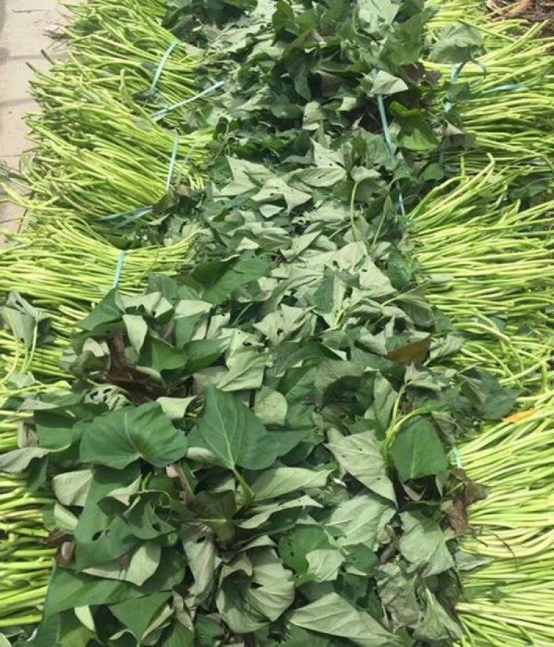 原种脱毒秦薯五号红薯苗，济薯26红薯苗，基地直供，欢迎新