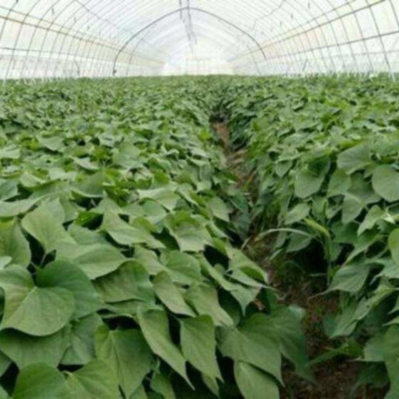 原种脱毒秦薯五号红薯苗，济薯26红薯苗，基地直供，欢迎新