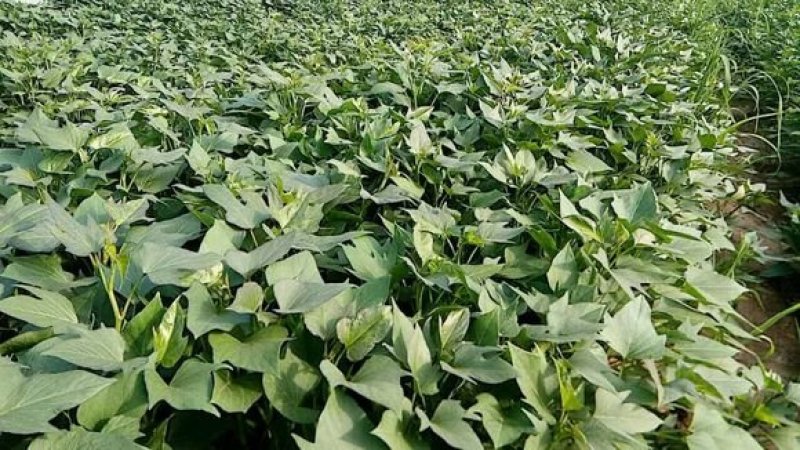 原种脱毒秦薯五号红薯苗，济薯26红薯苗，基地直供，欢迎新