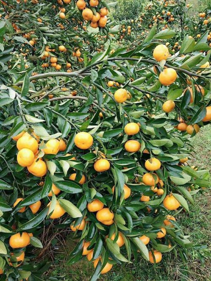 沙糖桔