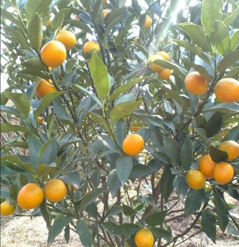 沙糖桔