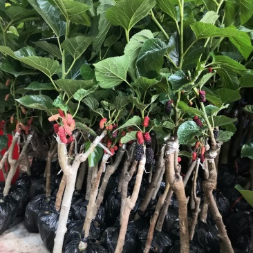 【正品】桑椹树苗，长果桑，大果桑
