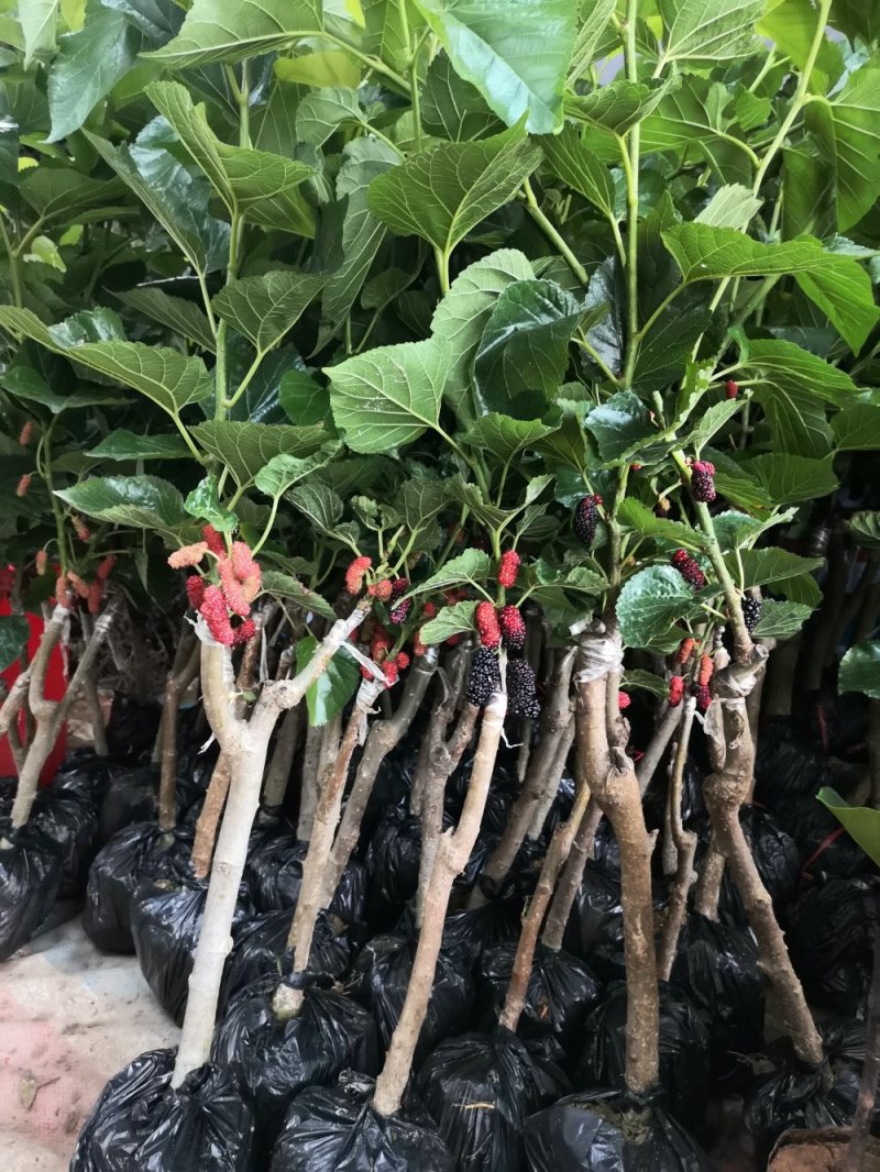 【正品】桑椹树苗，长果桑，大果桑