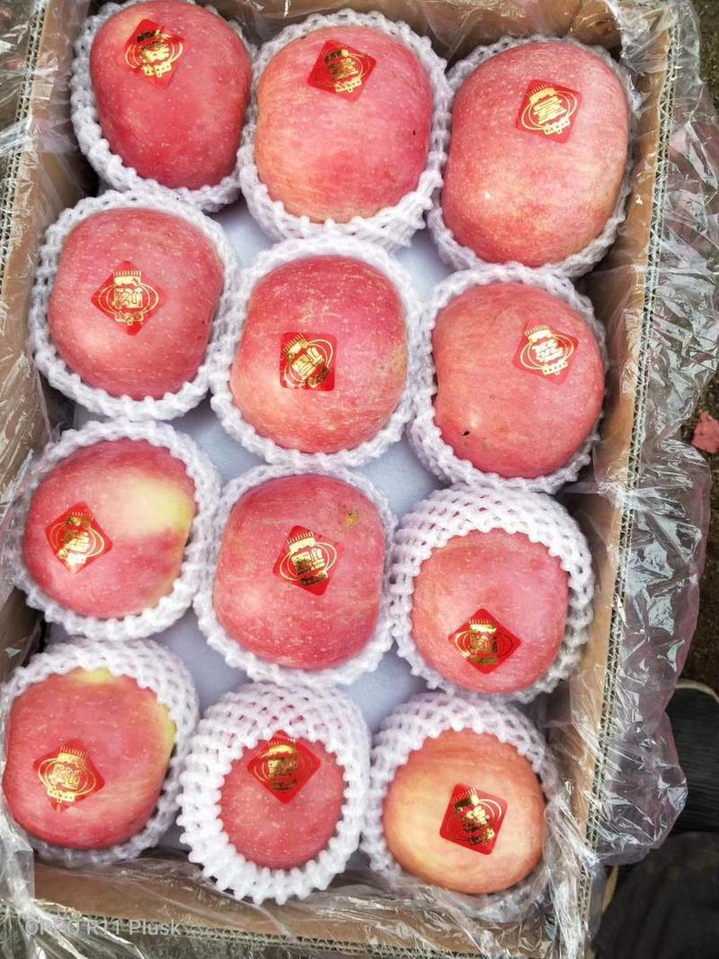 沂源苹果，沂源红苹果，纸袋红富士苹果，条纹片红大量供应！