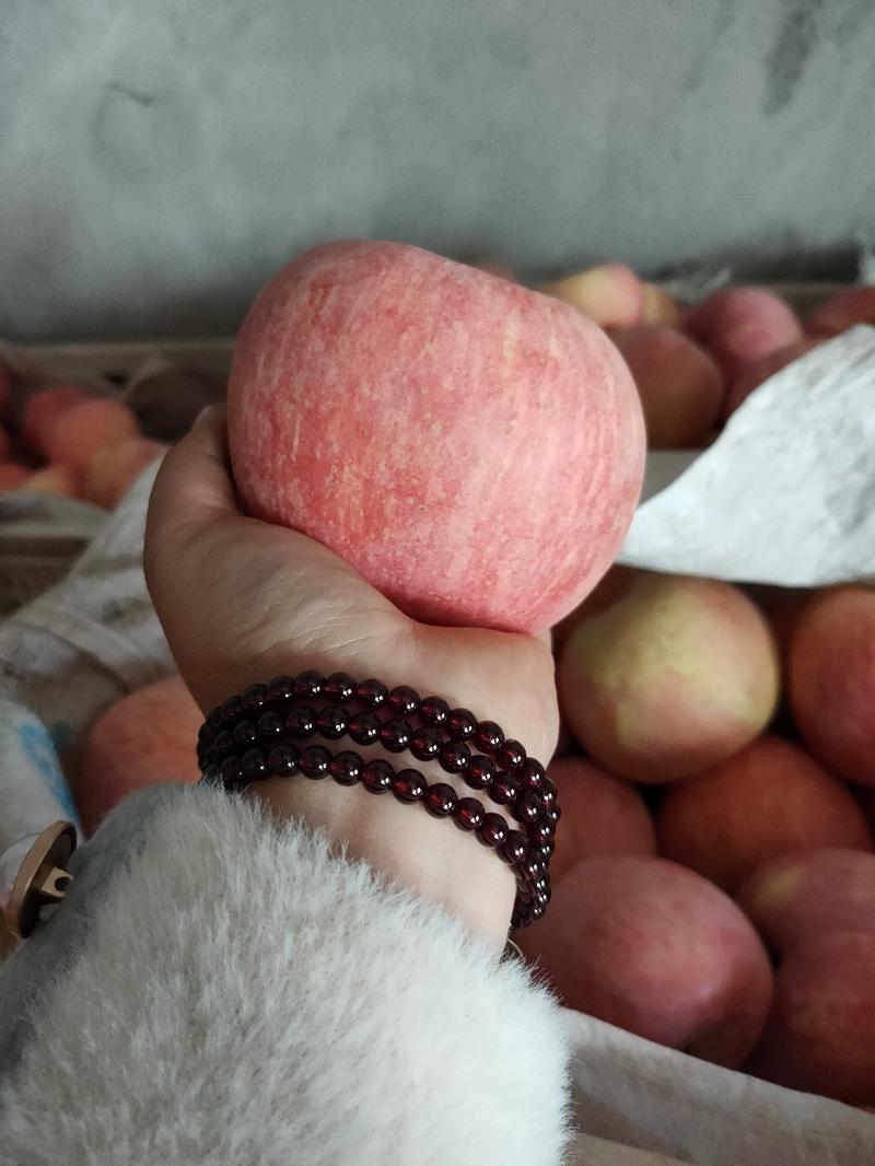 沂源苹果，沂源红苹果，纸袋红富士苹果，条纹片红大量供应！