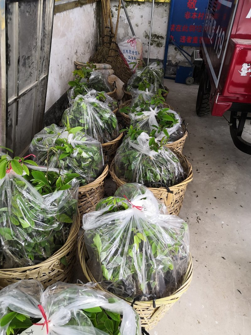 【优选好苗】台湾凤梨释迦苗，大量供应，欢迎咨询