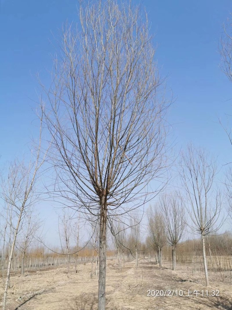 发冒旱柳