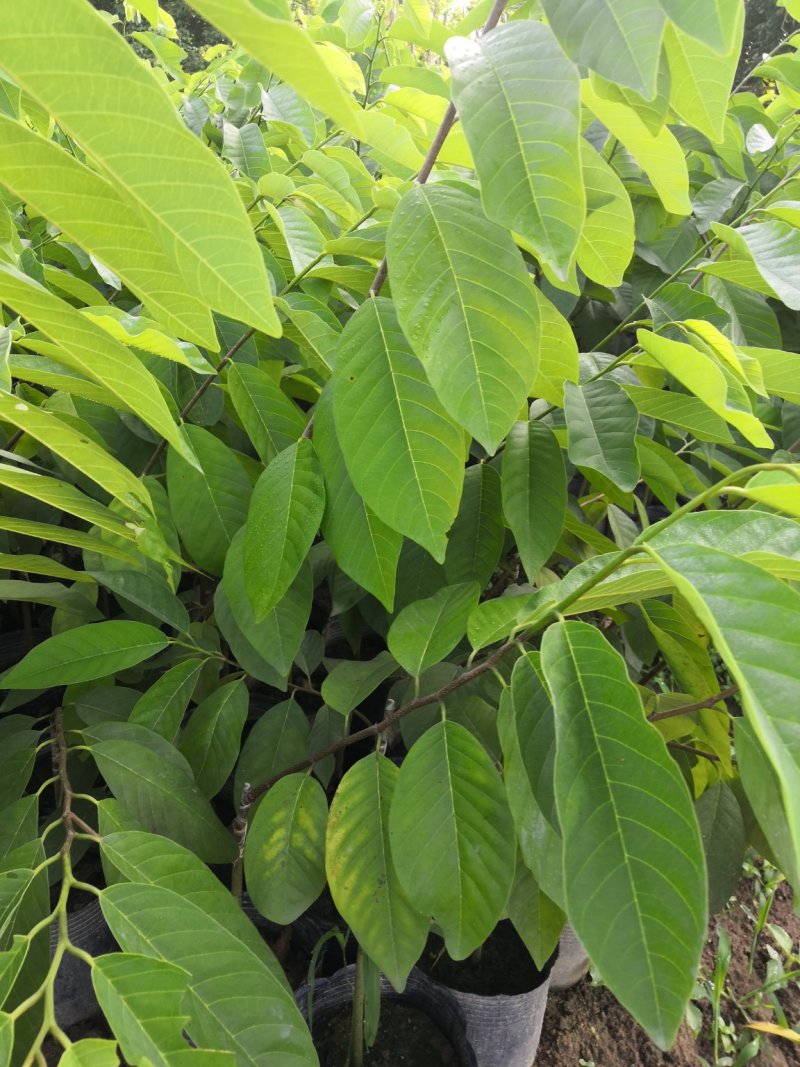 【优选好苗】台湾凤梨释迦苗，大量供应，欢迎咨询