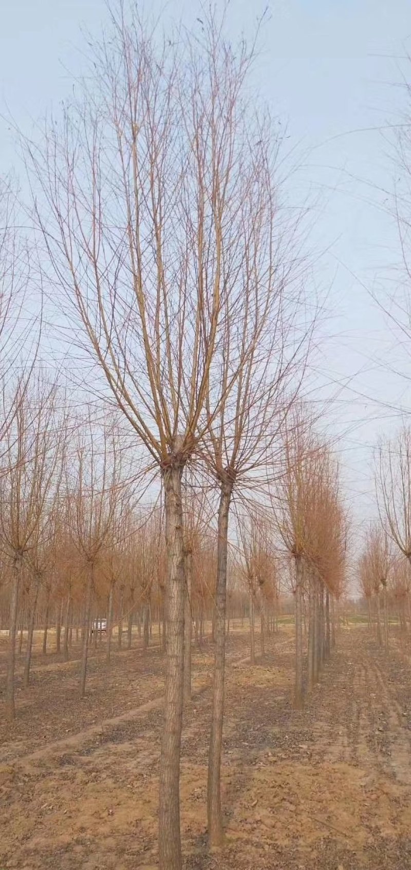 垂柳