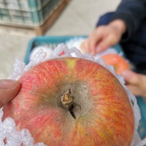 专业代办高次果扎伤果新疆阿克苏冰糖心苹果