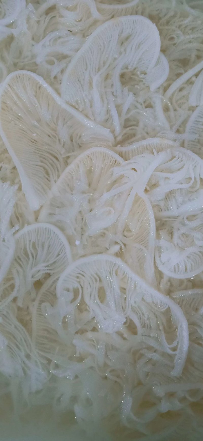 毛肚白千层供应大量供应毛肚白千层供应大量供应