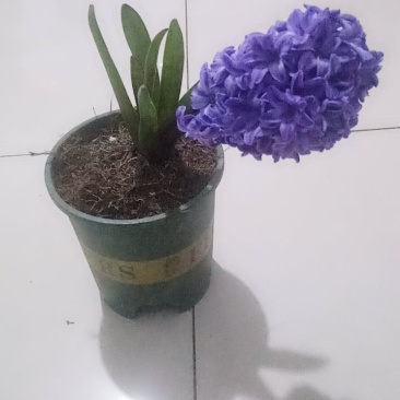 风信子