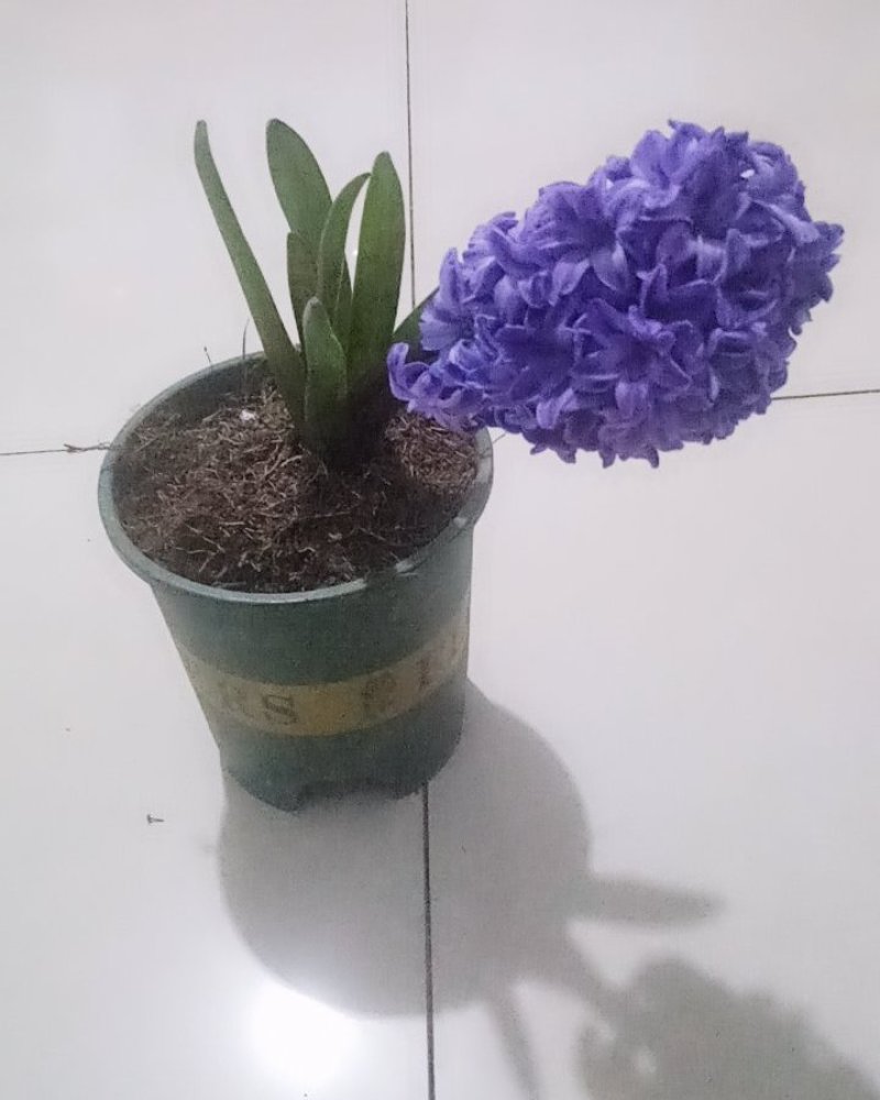 风信子