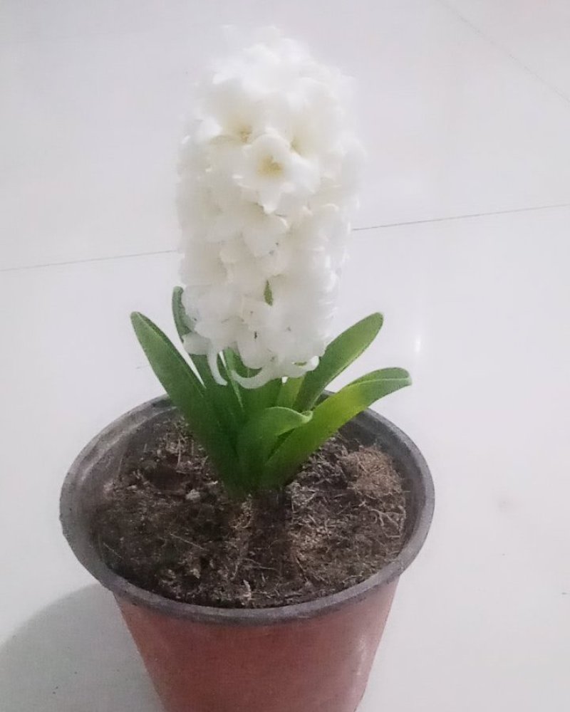 风信子