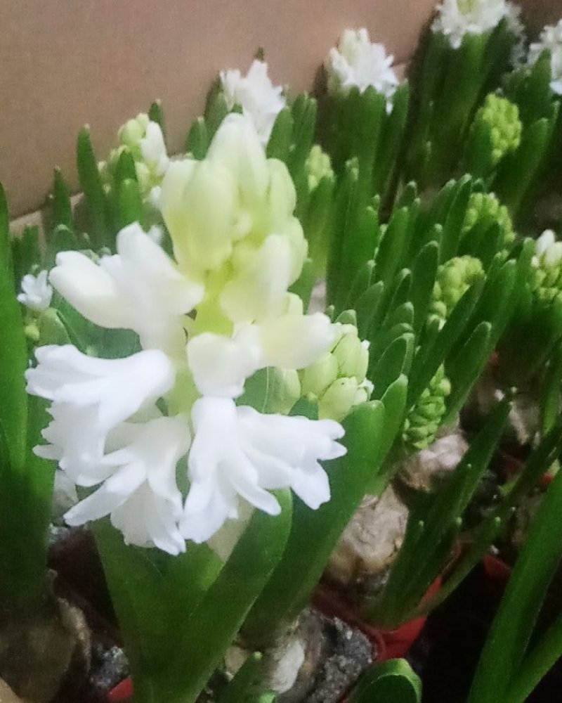 风信子