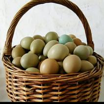 七彩山鸡蛋。