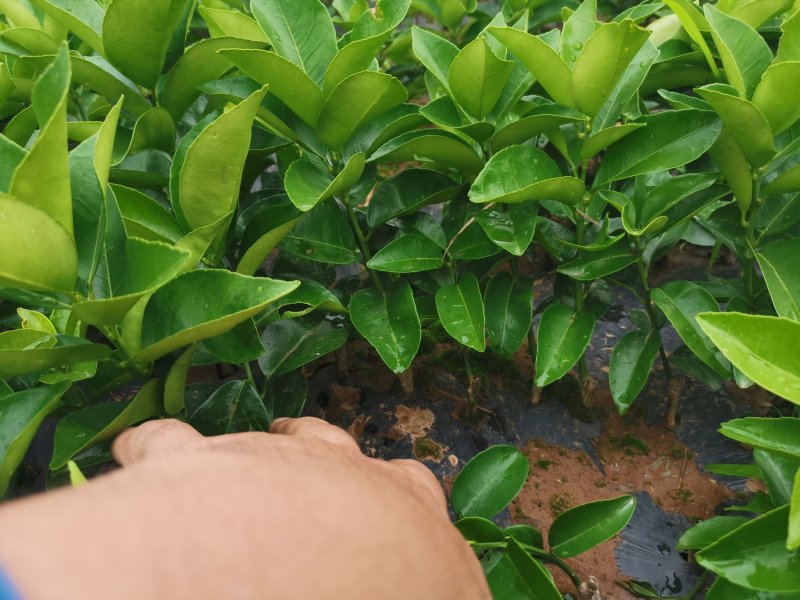 枳壳嫁接苗