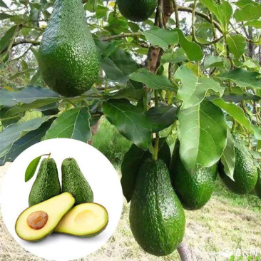 牛油果苗美国哈斯牛油果进口嫁接苗