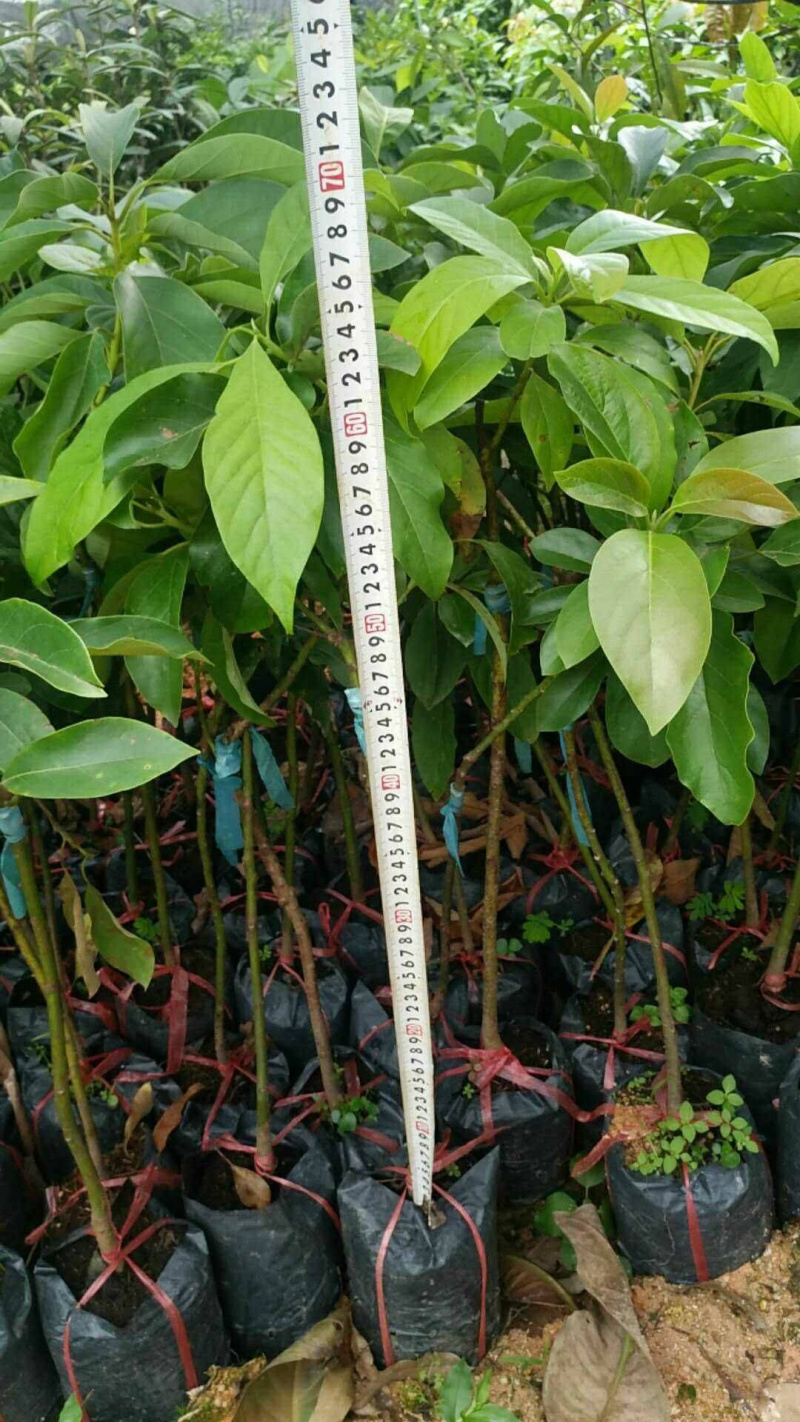 牛油果苗美国哈斯牛油果进口嫁接苗