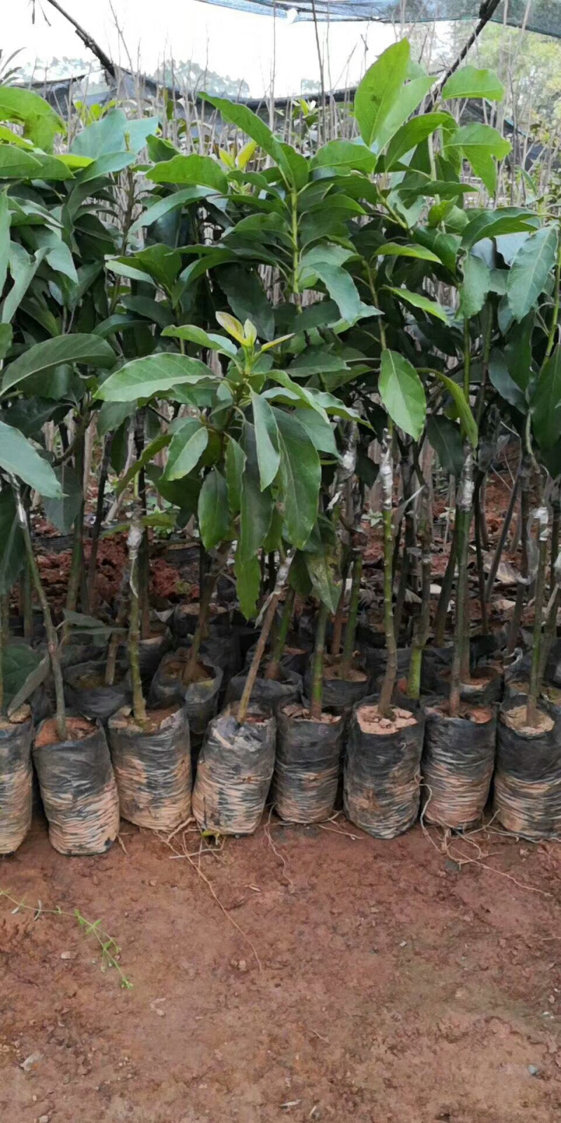 牛油果苗美国哈斯牛油果进口嫁接苗