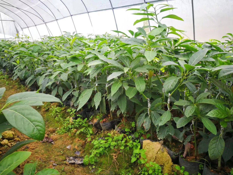 牛油果苗美国哈斯牛油果进口嫁接苗