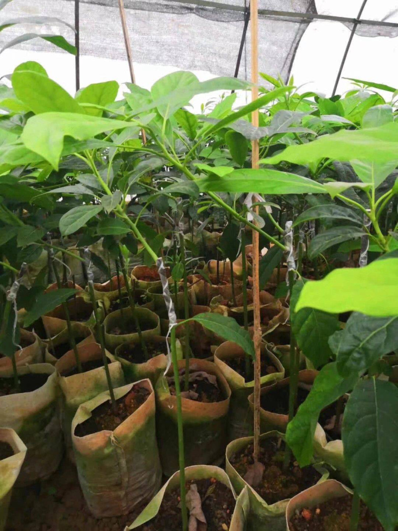 牛油果苗美国哈斯牛油果进口嫁接苗
