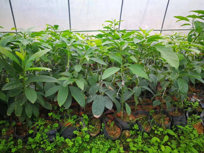牛油果苗美国哈斯牛油果进口嫁接苗
