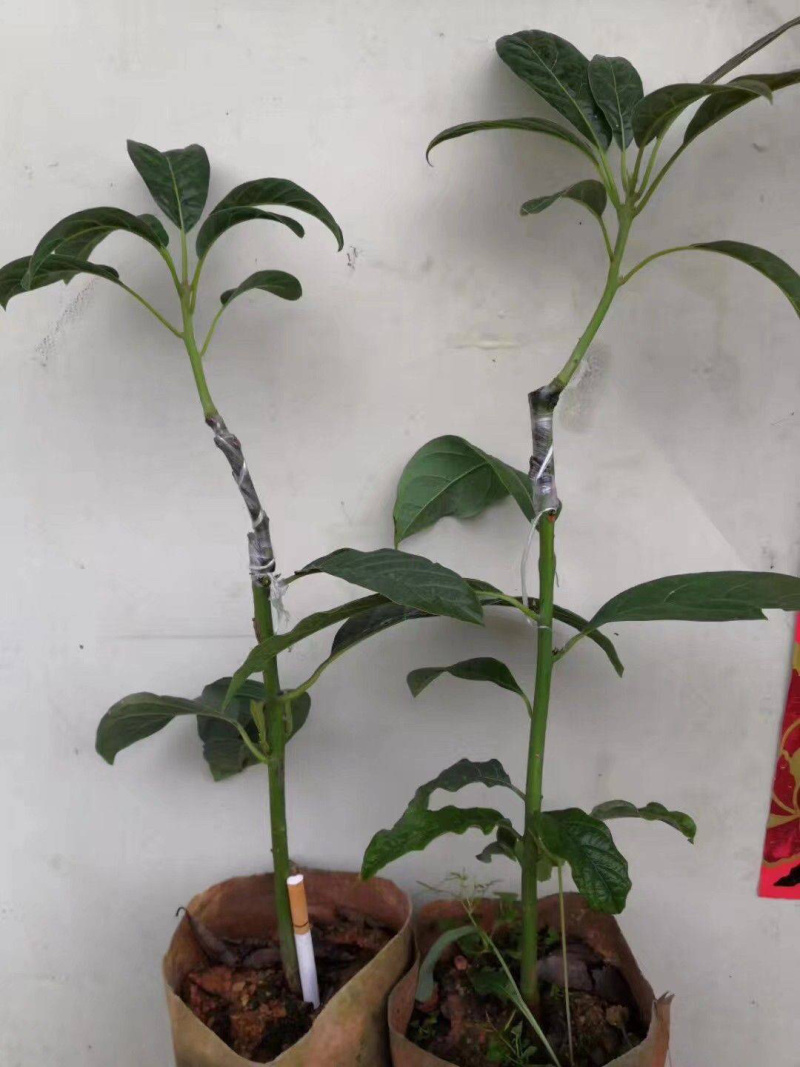 牛油果苗美国哈斯牛油果进口嫁接苗