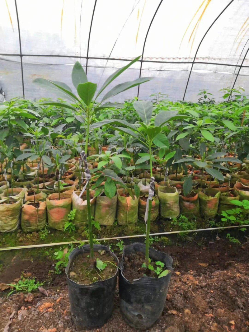 牛油果苗美国哈斯牛油果进口嫁接苗