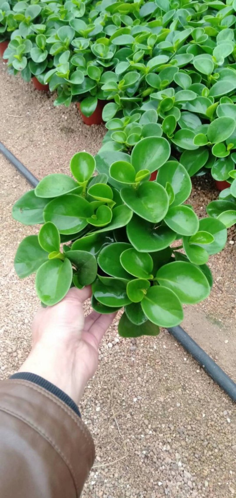 碧玉又名豆瓣绿观叶植物