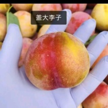 盖大李子苗，自家树苗。品种保纯，