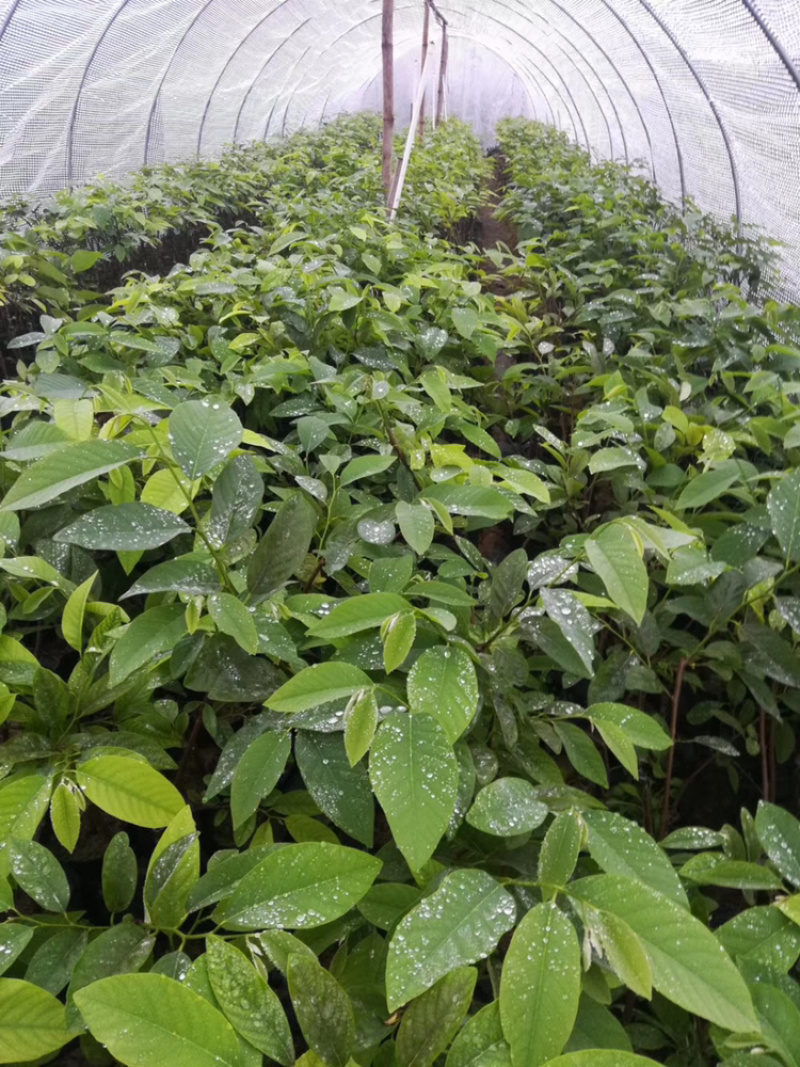 红皮释迦番荔枝树苗两年苗0.5～1米