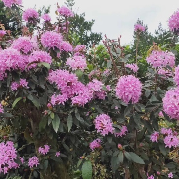 杜鹃桩四季常青景观花卉盆栽绿化植物