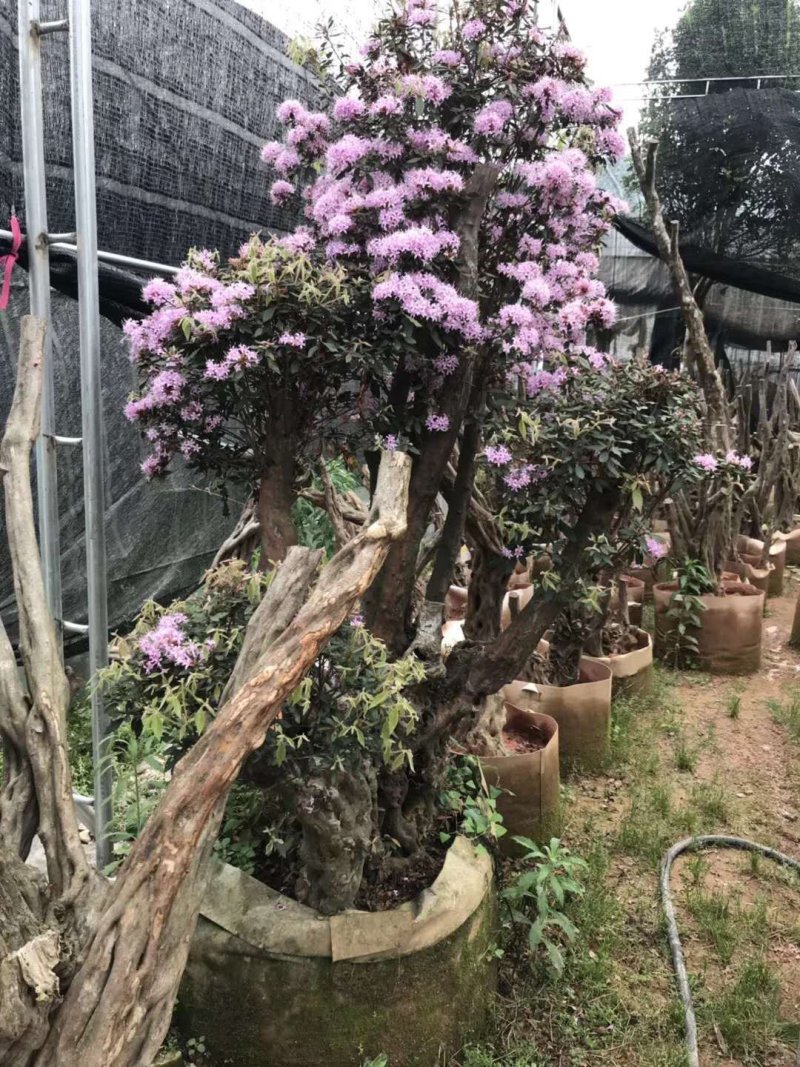 杜鹃桩四季常青景观花卉盆栽绿化植物