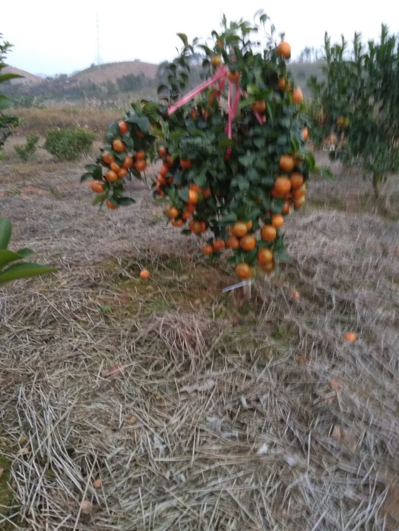 正宗沙糖桔地苗，杯苗，假一赔十，大量供应中，免费技术服务