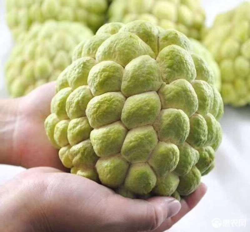 凤梨释迦果苗嫁接苗大果品种